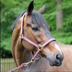 Licol et longe bicolore Cheval et Cob