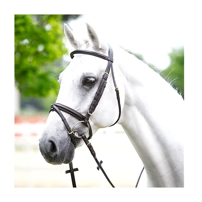 Roma Brights Poney//Cheval Licol