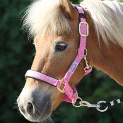 Licol poney double épaisseur multicolore flashy