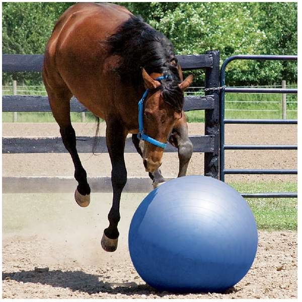 Ballon thologique pour apprentissage et initaiation au jeu pour