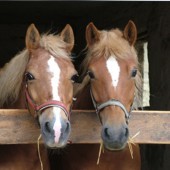 Performance, soin du cheval