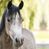 Chemise cheval