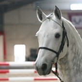 Longes cheval