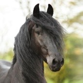 Matériel de Pansage cheval Matériel de Pansage cheval
