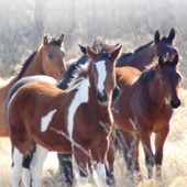 Protections du cheval