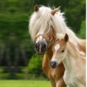 Forme et bien être du cheval Forme et bien être du cheval