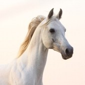 Respiration du cheval