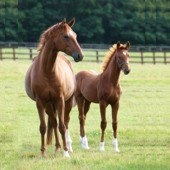 Vêtements d'équitation Vêtements d'équitation